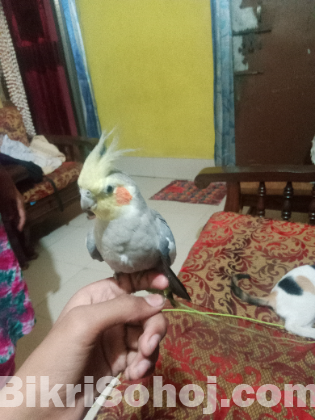 কোকাটেল